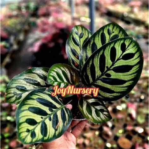 Jual Calathea Import Jenis Makoyana Shopee Indonesia