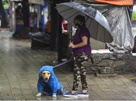 Tips To Take Care Of Your Pet In Rainy Weather Know In Detail Pet