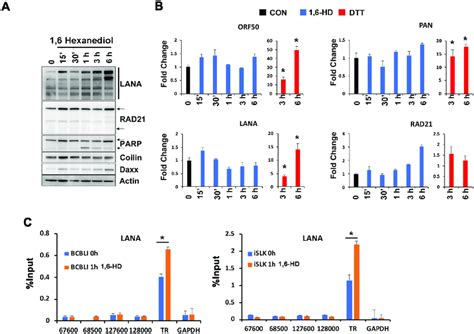 LLPS Disrupting Agent Effects On KSHV Transcription And LANA Binding