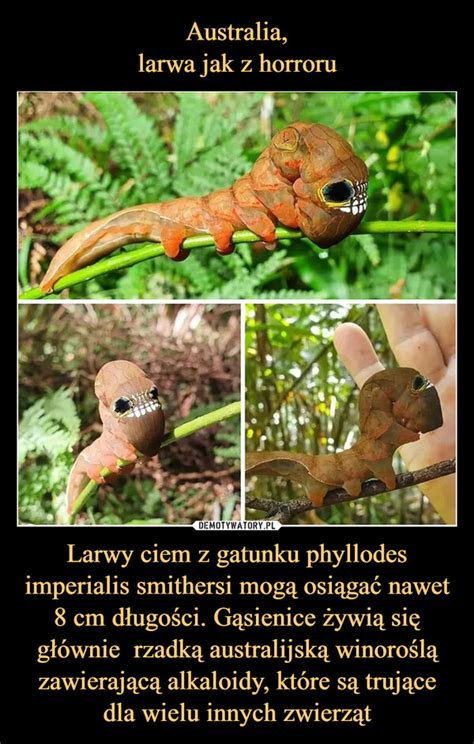 Australia Larwa Jak Z Horroru Larwy Ciem Z Gatunku Phyllodes