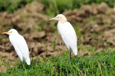 Birds In Maui Common Species With Photos