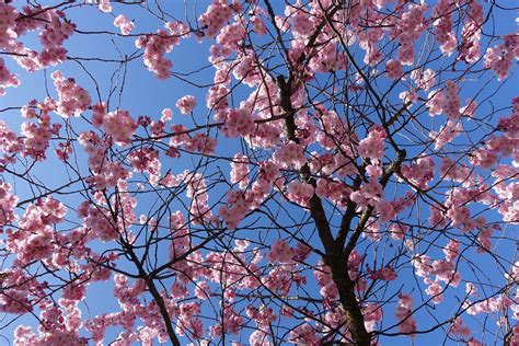 Cherry Blossom Avenue De France Annecy Guilhem Vellut Flickr