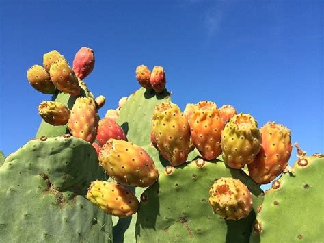 Cactáceas Características Hábitat Cultivo Usos