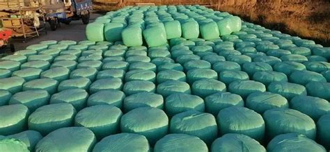 Uses Of Corn Silage Bales: Improving Livestock Feeding Efficiency ...