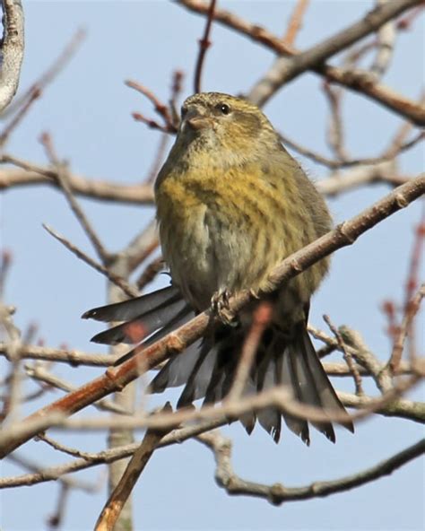 White-winged Crossbill – young female 9902v | Birdspix