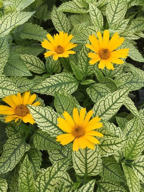 Summer Sun Sunstruck False Sunflower Vinland Valley Nursery