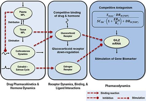 Modeling Corticosteroid Pharmacokinetics And Pharmacodynamics Part Iii Estrous Cycle And