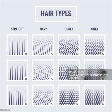 Hair Types Chart Illustration High-Res Vector Graphic - Getty Images