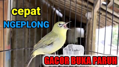 Pancingan Pleci Bahan Agar Cepat Ngeplong Buka Paruh YouTube