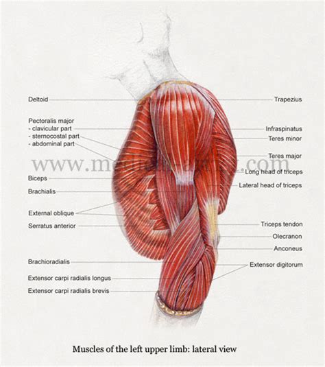 Fuerza motriz Lujo Magnético arm and shoulder muscles anatomy difícil de complacer Consistente ...