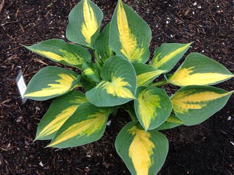 A Green And Yellow Plant In The Dirt