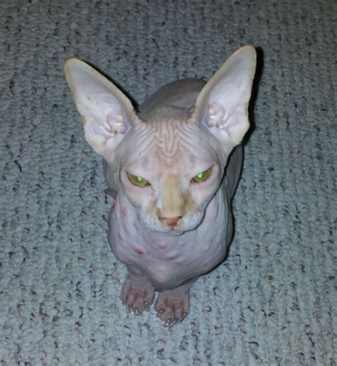 Hairless cat | Hairless cat, Pets, Cats