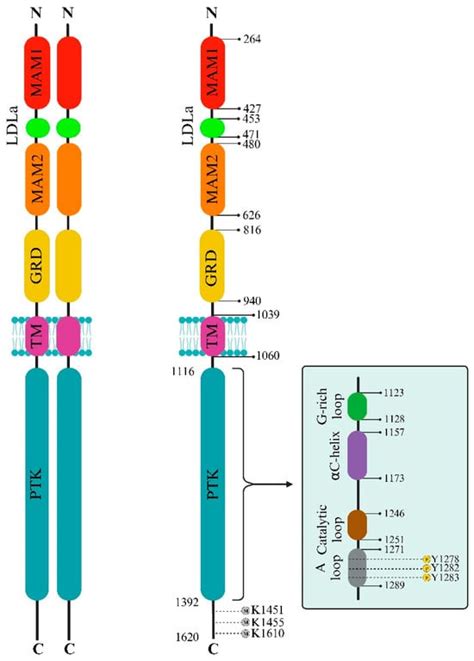 alk targeted therapies   small cell lung cancer encyclopedia mdpi