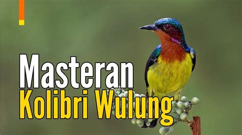 Masteran Kolibri Wulung Muncang Suara Istimewa GACOR YouTube