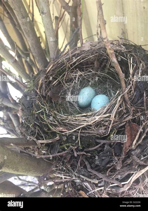 Blackbird nest Stock Photo - Alamy