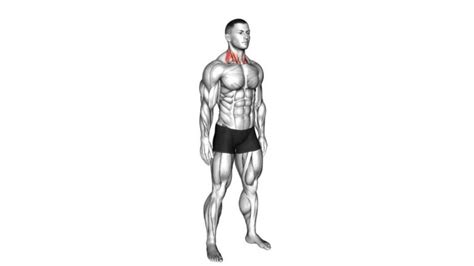 Neck Stretch Exercise Guide And Tips Video Tutorial