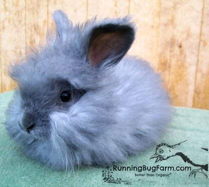 English Angora Rabbit Colors