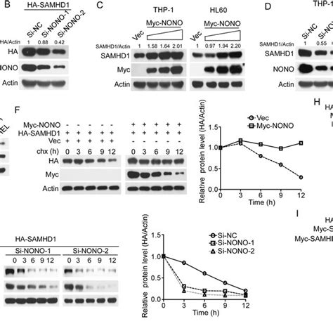 PDF Stabilization Of SAMHD1 By NONO Is Crucial For Ara C Resistance