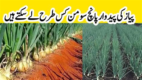 onion farming in pakistan high density onion farming پیاز کی کاشت