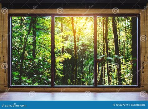 window tropical forests  sunrise view stock image