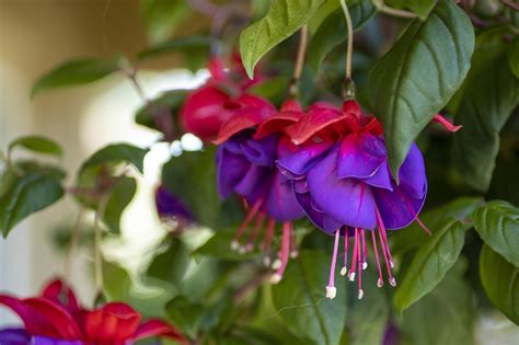 Free Fuchsia Pink Fuchsia Images Pixabay