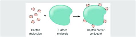 Hapten and carrier conjugation. | Download Scientific Diagram