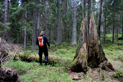 Skydda Skogens Projekt Skogsmonitor Söker Erfaren Inventerare Skydda