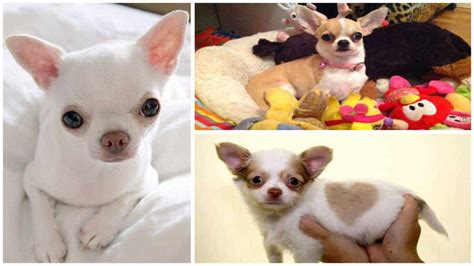 Different Types of Colors & Markings of Chihuahua Dog Breeds