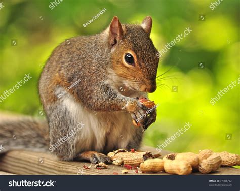 Squirrel Eating Peanuts Stock Photo 77801722 : Shutterstock