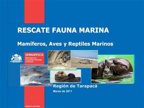 PPT Mam Feros Aves Y Reptiles Marinos PowerPoint Presentation Free