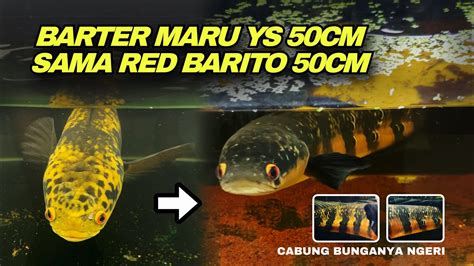 Tukar Maru Ys Jumbo Cm Sama Red Barito Jumbo Cm Channa