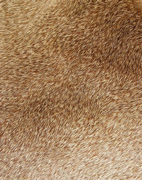 Fur texture stock photo. Image of pattern, wild, mammal - 1854540