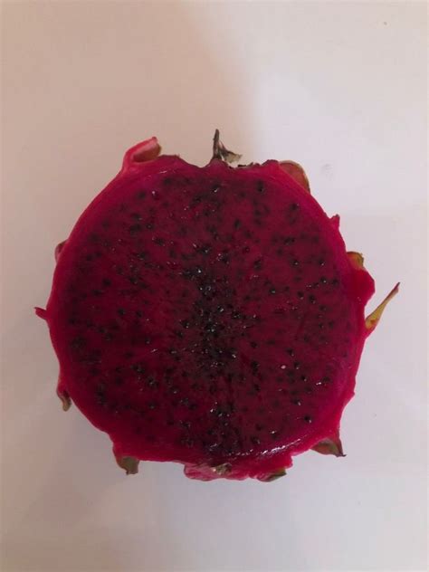 Esquejes Enraizados De Pitahaya Variedad Hybridum