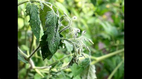 Identify Tomato Plant Pests