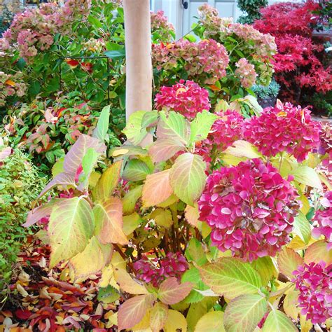 Pruning Hydrangeas in Mild-Climate Zones When To Prune Hydrangeas, Pruning Hydrangeas, Types Of ...