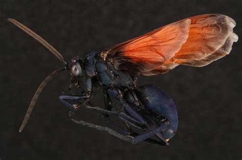 Tarantula Hawk Pompilidae Pepsis Sp Usa Free Photo Rawpixel