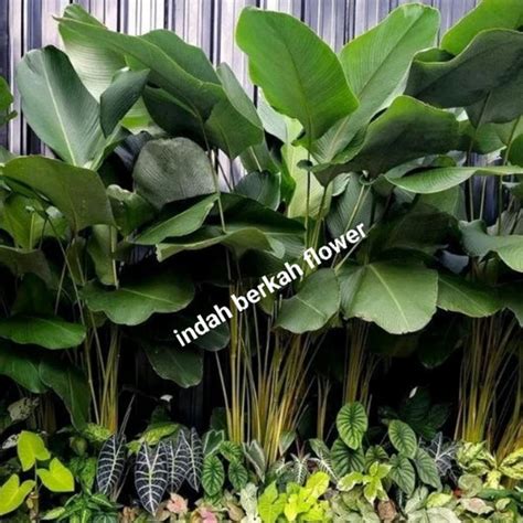 Jual Tanaman Hias Calathea Lutea Pisang Kipas Tinggi Pohon 150cm Kab