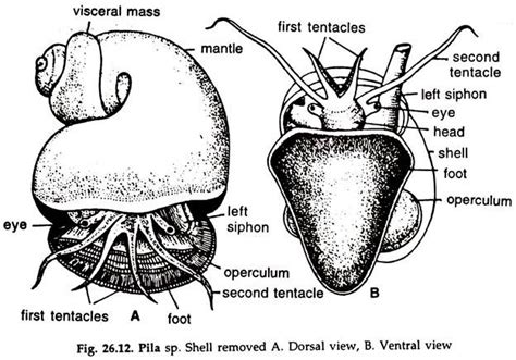 Apple Snail External Features And Locomotion Zoology