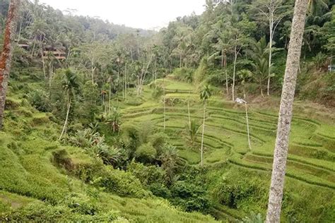 Barong Dance Tegenungan Waterfall Tegalalang Rice Terrace Batur