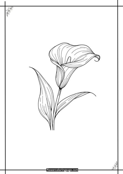 Calla Lily Coloring Pages Free Printable Pdf Flower Coloring Page