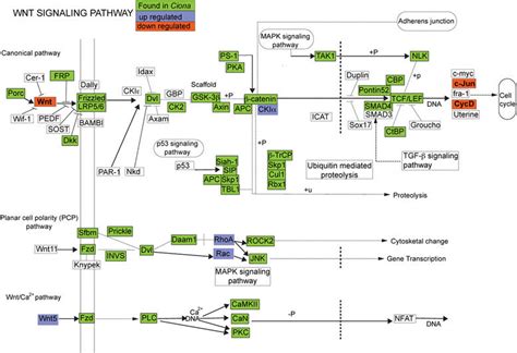 Kegg Pathway Wnt Signaling Pathway Homo Sapiens Human Disease Drug Sexiz Pix