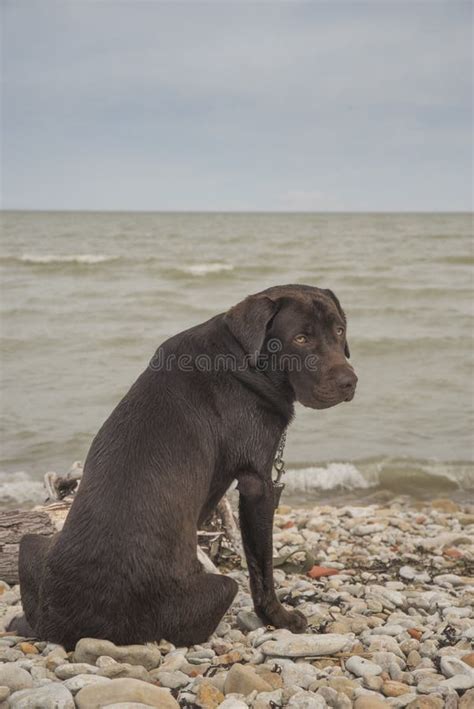 Labrador looks at the sea stock photo. Image of brown - 123136032