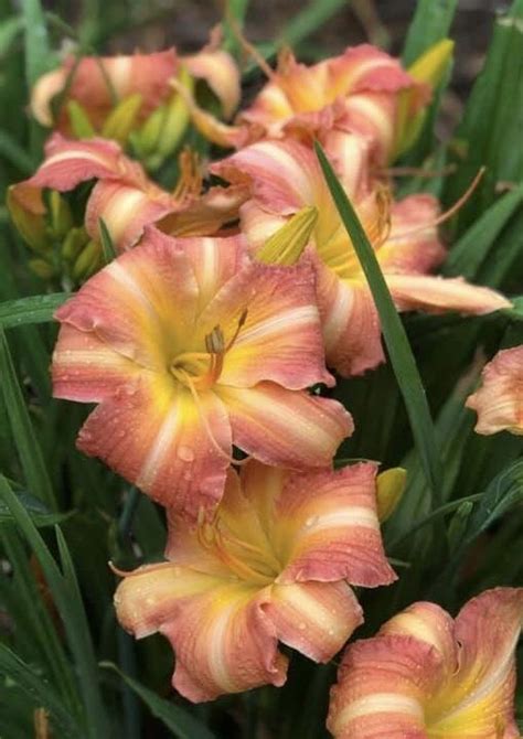 Daylily Hemerocallis Lake Norman Sunset In The Daylilies Database