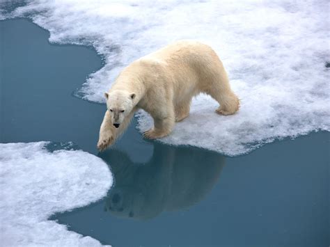 Arctic Climate Report Card Reveals Rapid And Dramatic Changes To