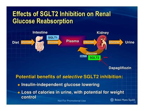 Sglt2 Inhibitors For Weight Loss