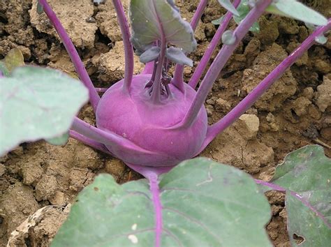 Growing Kohlrabi The Complete Guide To Plant Grow Harvest Kohlrabi