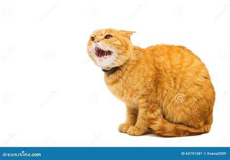 Aggressive Red Cat Stock Image Image Of Rest Face Domestic 63791581