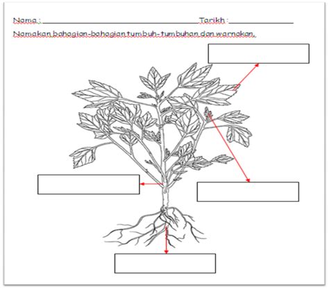 Sains Tahun 1 Tumbuh Tumbuhan Interactive Worksheet Porn Sex Picture