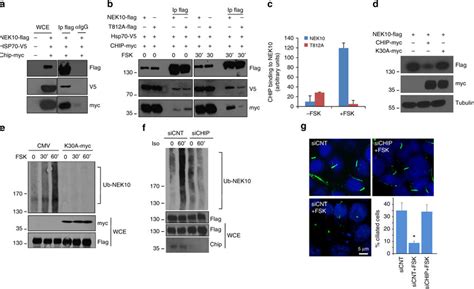 CHIP Ubiquitylates And Degrades NEK10 A Cells Were Co Transfected With