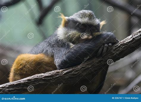 Sleepy Monkey Stock Image Image Of Apish Animal Apery 226747